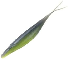 depth sakamata shad 8" 20: watermelon pro blue