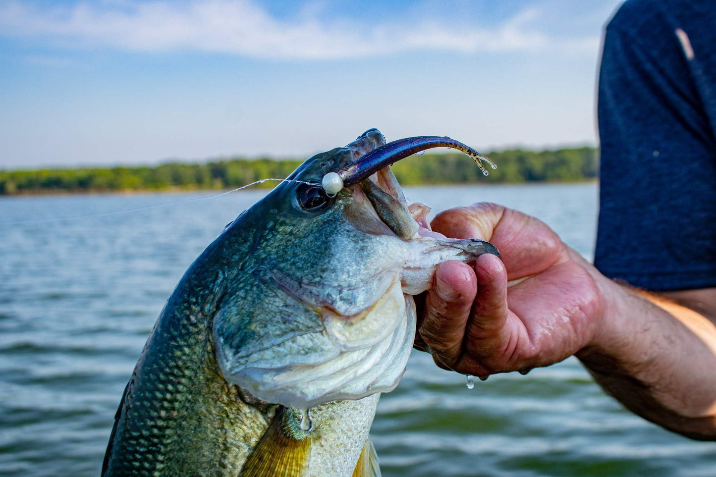 FF Sonar Minnow 4"